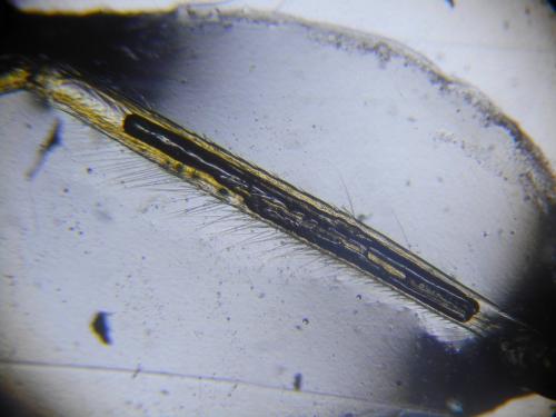 Sigara iactans